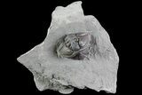Wide Enrolled Flexicalymene Trilobite - Mt Orab, Ohio #85387-1